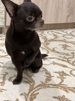 Вязка чихуахуа