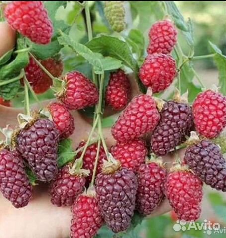 Ежемалина тайбери,букингем тайбери