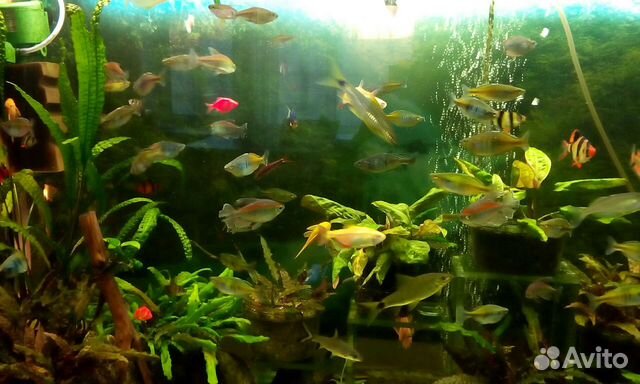 Рыбки собственного разведения много видов