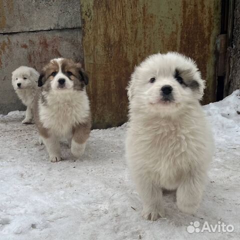 Щенок овчарки в дар