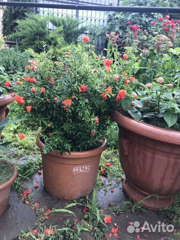 Гранат декоративный