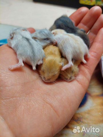 Джунгарские и сирийские хомячки