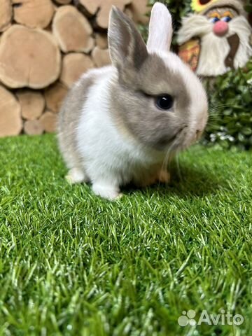 Самый большой выбор карликовых кроликов