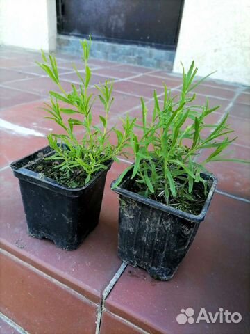 Лаванда саженцы