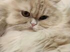 Персидская кошечка ждёт кота