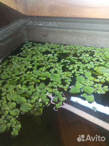 Аквариумные растения бесплатно