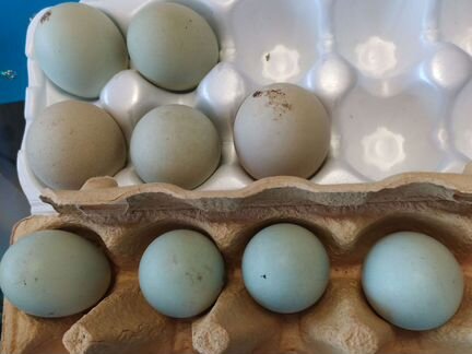 Инкубационное яйцо маран, амераукана, Синь Синь дя