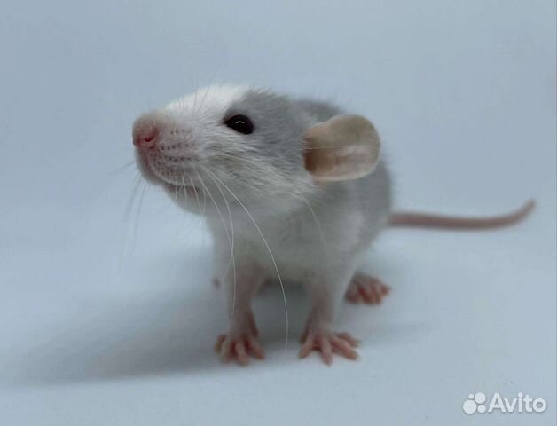 Крысы Крысята