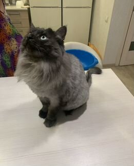 Груминг кошек и собак