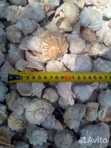 Рапан ракушка