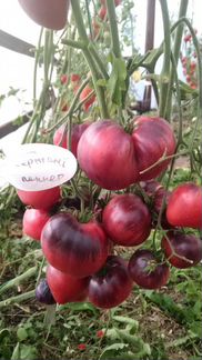 Семена редких сортов томатов