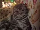 Шатланский кот вязка