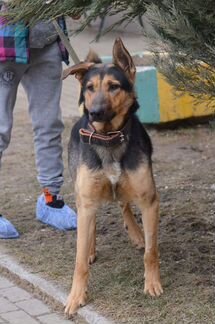 Овчарка,метис,в добрые руки