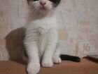 Шотланский вислоухий котенок объявление продам