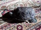 Черепаха-актер объявление продам