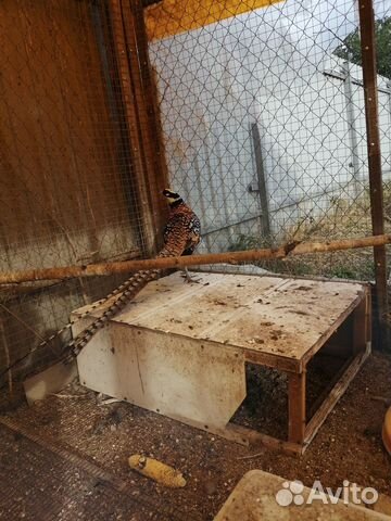 Фазаны королевские 23 г