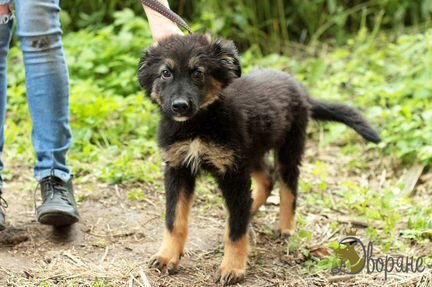 Щеночек Гамлет ищет дом