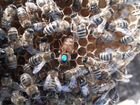 Пчеловодство, помощь в создании пасеки