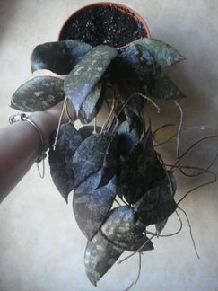 Сaudata silver splash, Pimentiliana/Cagayanensis