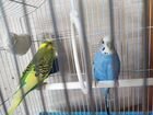 Волнистые попугаи с клеткой объявление продам