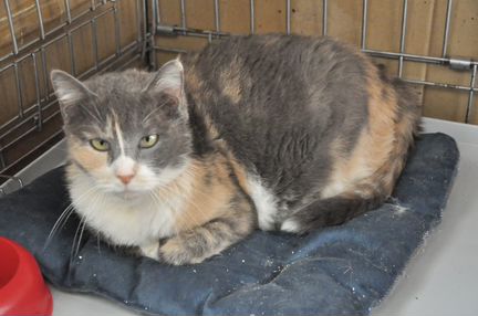 Кошка Памелла в добрые руки