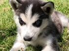 Сибирский хаски продам 8000. Собаке 3 месяца девоч
