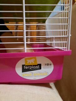 Сирийский хомяк бесплатно