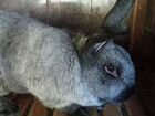 Кролики полтавское серебро на племя объявление продам