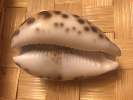 Ракушка со знаком зодиака