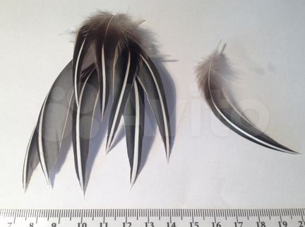Перья для рыболовов (разные)