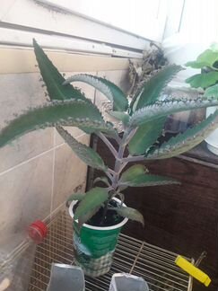 Каланхоэ, диффенбахия, кактусята