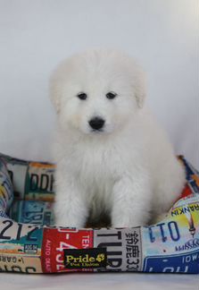 Девочка мареммо-абруцкой овчарки