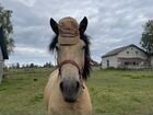 Лошадь, белорусская упряжная