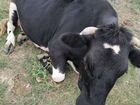 Бычки коровы объявление продам