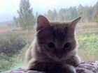 Фокс - Ручной рыжий котенок Курильского бобтейла объявление продам