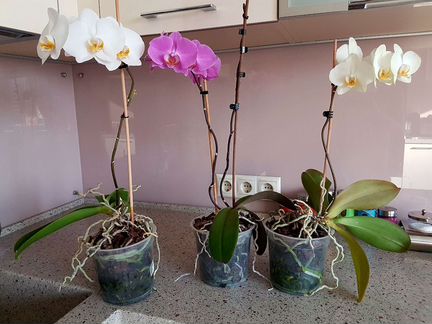 Фаленопсис