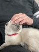 Кошка, сиамский вислоухой объявление продам