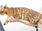 Продаю бенгальскую кошку (11 месяцев) объявление продам