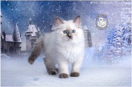 Сибирская Невская Маскарадная кошка