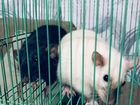 Крысы дамбо с клеткой