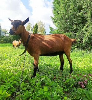 Чешские козы - фотография № 1