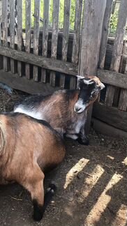 Ламанча-нубийские козы и нубийский козел - фотография № 5