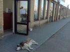 На улице чехова 341 шаверма приютилась собака видн
