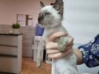 Котёнок мальчик сиамской тайской погоды объявление продам
