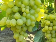 Черенки и саженцы винограда столов и винного из По