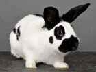 Кролики порода Бабочка объявление продам