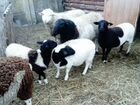 Овцы дорпер и тексель объявление продам