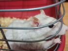 Домашние животные крысы объявление продам