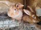 Кролики самочки покрытые объявление продам