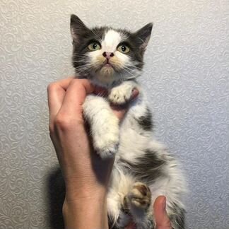 Котенок с изумрудными глазами ждёт добрых хозяев